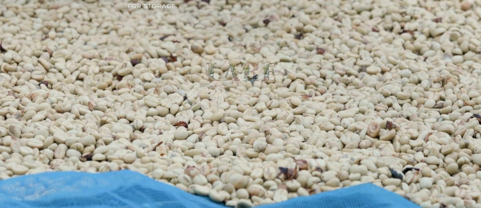Parchment coffee drying in the yard, Chikkamagaluru