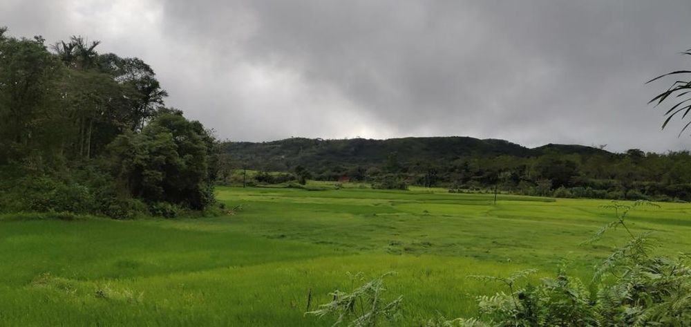 Open land with a tree line, Chikkamagaluru district